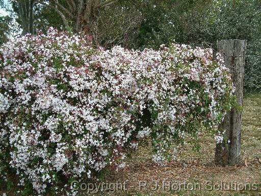 Jasminum polyanthum 